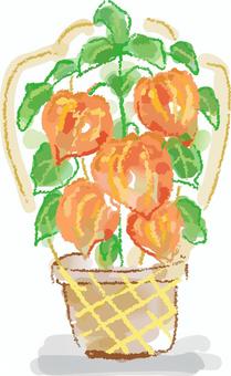 ほおずきの鉢 ほおずき,鬼灯,鉢植え,お盆,植物,水彩,手描き,ベクター,夏,べにほおずきのイラスト素材