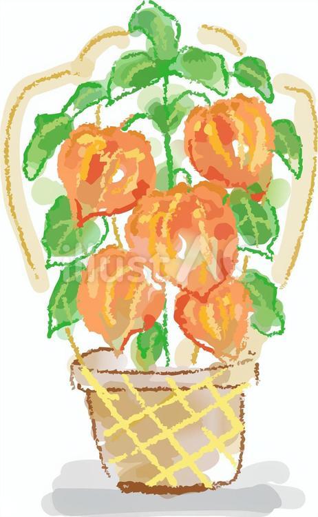 ほおずきの鉢 ほおずき,鬼灯,鉢植えのイラスト素材