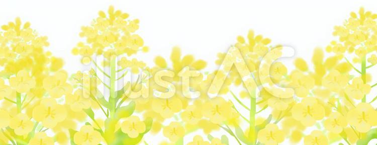 菜の花１ 菜の花,風景,花畑のイラスト素材