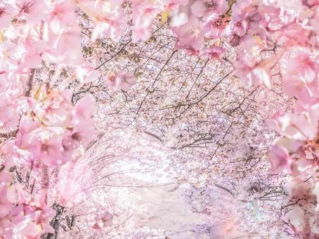 Illustration, background, cherry blossoms, spring, 