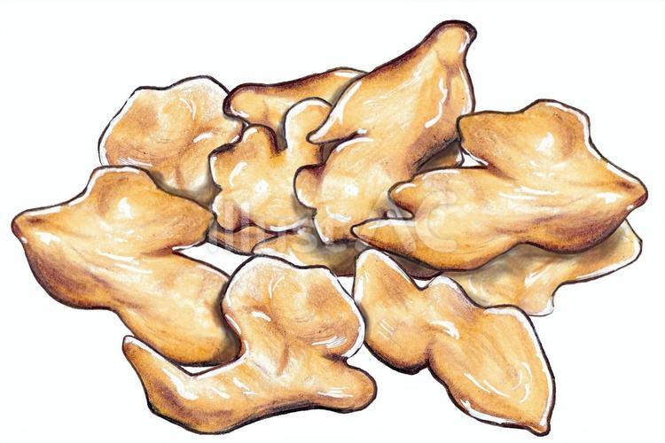 生姜（ショウキョウ） 手描き,自然,植物のイラスト素材
