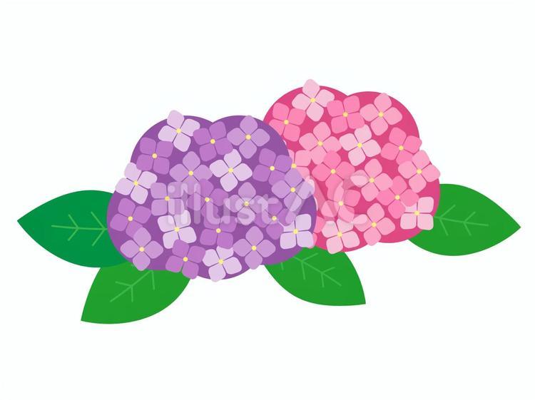 あじさい2色 02-3 紫陽花,あじさい,アジサイのイラスト素材