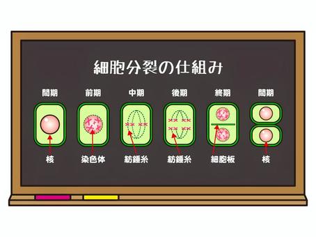 Illustration, cell, split, chromosome, 