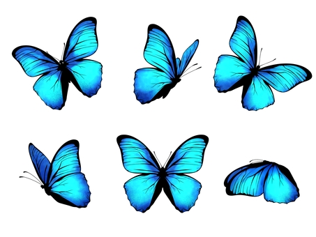 モルフォ蝶セット 蝶,手書き,手描き,きれい,かわいい,無料,フリー,標本,リアル,虫のイラスト素材
