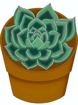 エケベリア エケベリア,多肉植物,鉢植え,緑,茶色のイラスト素材
