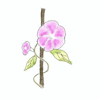あさがお あさがお あさがお,植物,夏のイラスト素材
