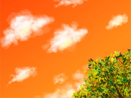 下から目線の夕空 夕空,自然,木,雲,夕方のイラスト素材