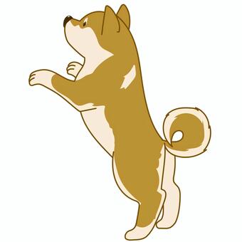 かわいい柴犬のシンプルイラスト立ち上がる 犬,ペット,柴犬,手描き,横向,かわいい,アクション,アニマル,挿絵,カット絵のイラスト素材