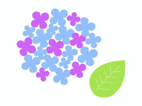 Illustration, hydrangea, summer, rainy season, 