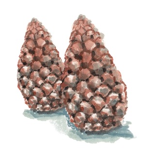 Illustration, autumn, matsukasa, pine forest, 