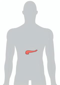 人体の膵臓 膵臓,内臓,消化器,臓器,人体,解剖学のイラスト素材
