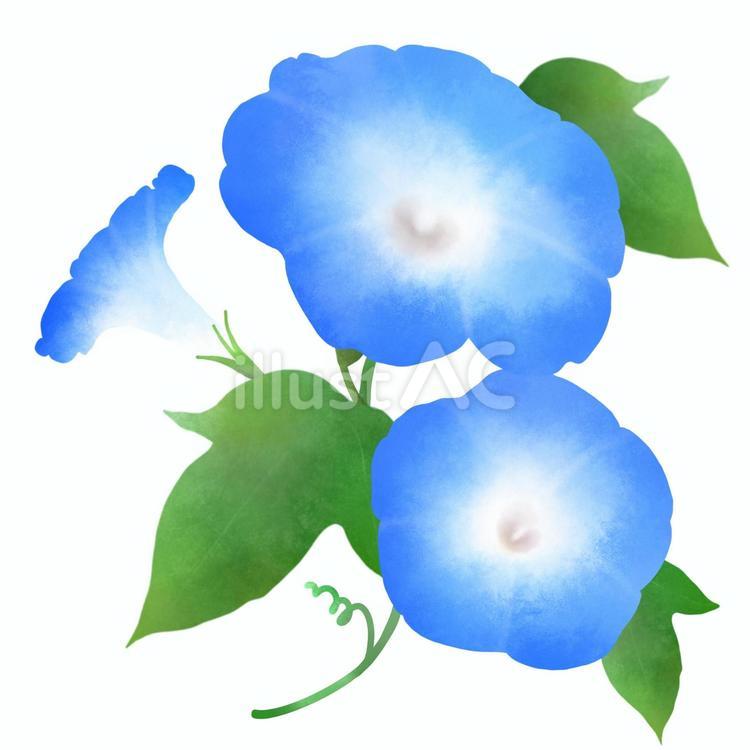 アサガオD 朝顔,アサガオ,花のイラスト素材