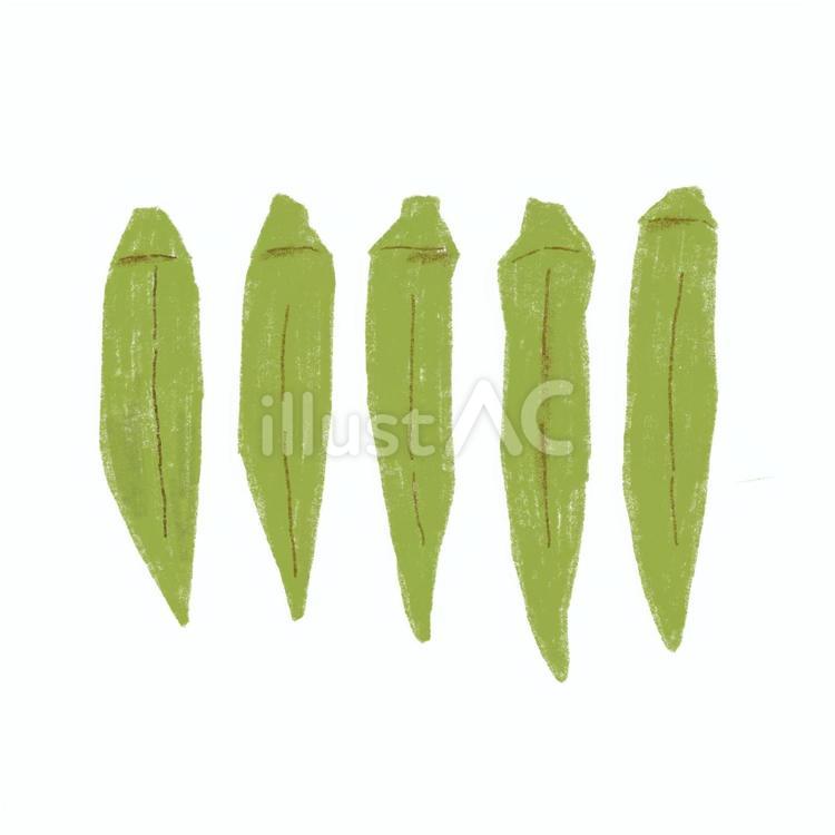 5本並んだオクラ オクラ,野菜,夏野菜のイラスト素材