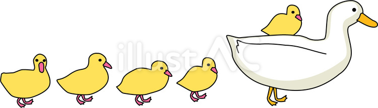 アヒル　 アヒル,鳥,親子のイラスト素材