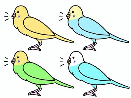 Illustration, animal, creatures, sekisei parakeet, 