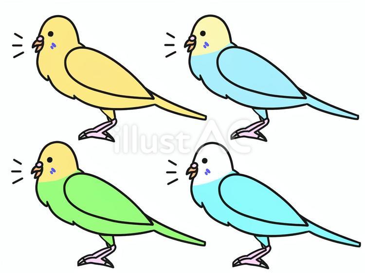 お喋りする　セキセイインコ　4色(メス) 動物,生き物,セキセイインコのイラスト素材