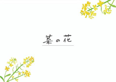 大人かわいい菜の花フレーム_手描き水彩3 菜の花,アブラナ,セイヨウカラシナ,背景素材,春,花,植物,きれい,かわいい,和風のイラスト素材