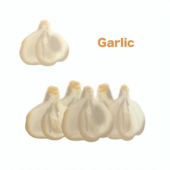 ニンニク ニンニク,ヒガンバナ科,ネギ属,食用,球根のイラスト素材
