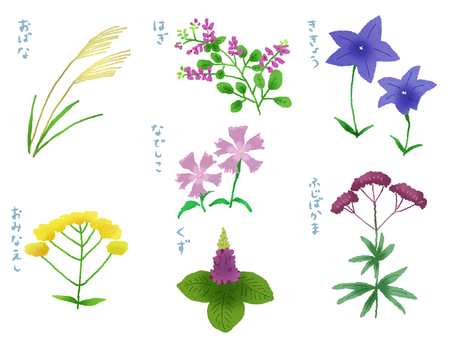 秋の七草 秋,七草,おばな,ススキ,萩,キキョウ,撫子,おみなえし,くず,フジバカマのイラスト素材