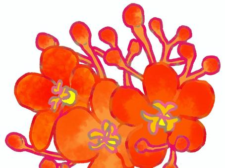 さんごあぶらぎりの花 植物,観葉植物,亜熱帯植物,珊瑚油桐,オレンジ色,綺麗,ユニーク,花,蕾,可愛いのイラスト素材