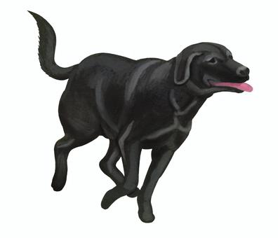 走るラブラドールレトリバー 走るラブラドールレトリバー 犬,レトリーバー,大型犬,洋犬,ラブラドールレトリバー,黒,ブラック,走る,走っている,はしゃぐのイラスト素材