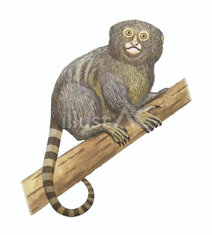 ピグミーマーモセット ピグミーマーモセット,猿,動物のイラスト素材