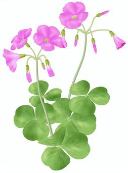 ハナカタバミ／4 ハナカタバミ,花酢漿草,カタバミ,ピンク,桃色,秋,外来種,帰化,雑草,リアルのイラスト素材