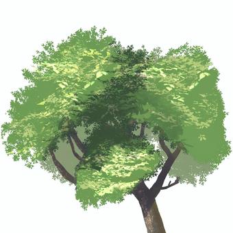 wood, JPG and PNG wood, wood, trees, green, JPG and PNG