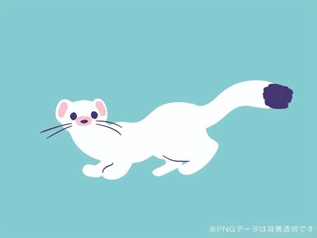 白いシンプルでかわいいオコジョ オコジョ,イタチ,冬毛,妖精,肉食,雑食,アイコン,動物,かわいい,イラストのイラスト素材