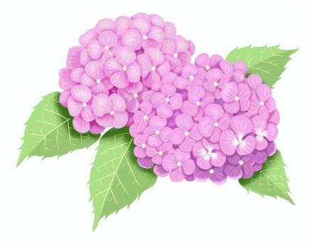 紫陽花のイラスト 紫