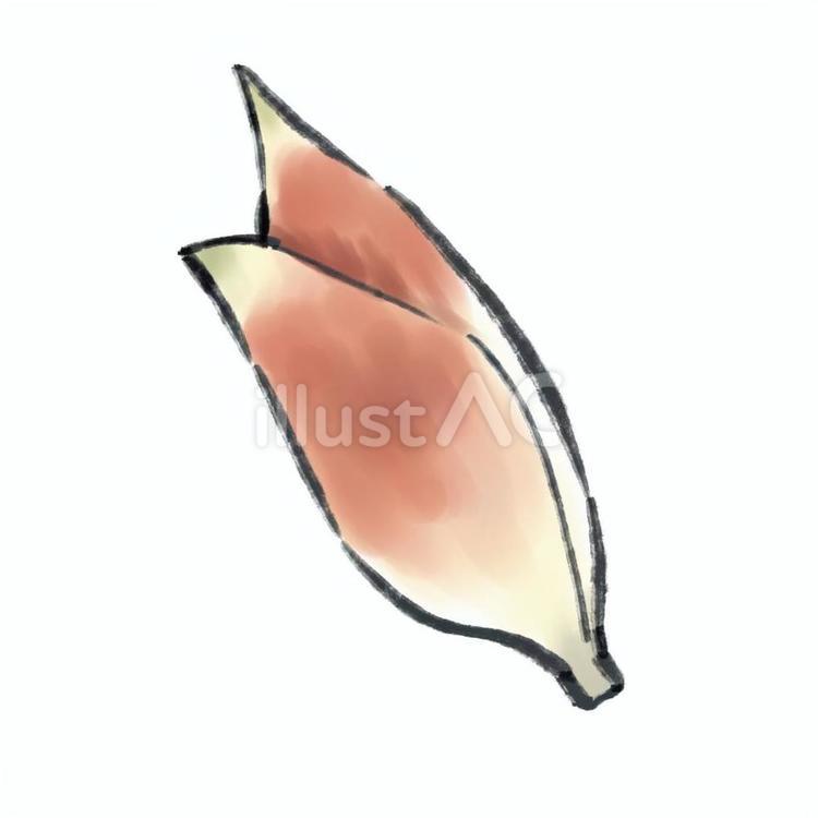 絵手紙風ミョウガ 絵手紙,水彩,ミョウガのイラスト素材
