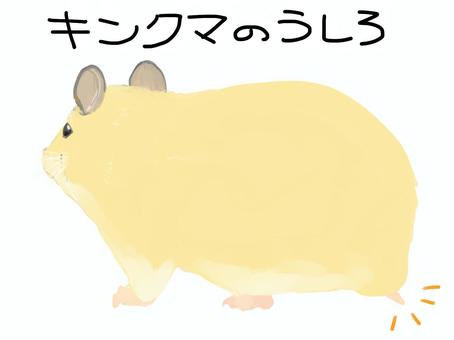 キンクマ後ろ姿 キンクマ,ハムスター,後ろ向き,背中,おしり,しっぽ,動物,小動物,生き物,かわいいのイラスト素材