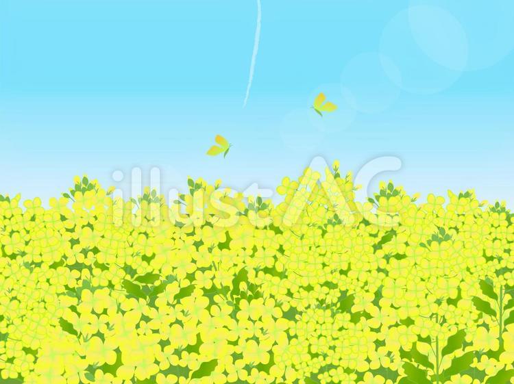 菜の花畑 菜の花,草花,葉っぱのイラスト素材