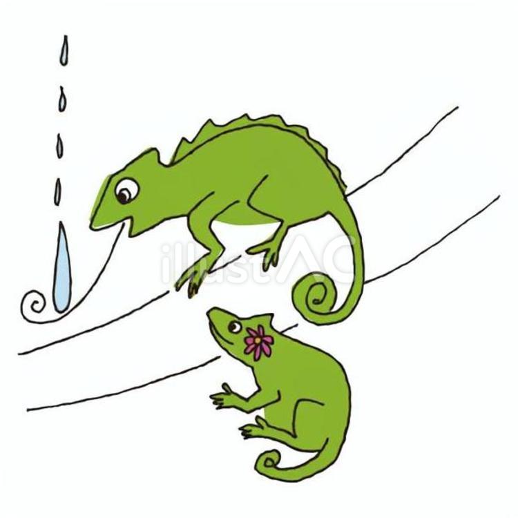 雨水を飲むカメレオン 梅雨,雨,カメレオンのイラスト素材