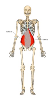 骨格と内腹斜筋と腹横筋 骨格と内腹斜筋と腹横筋 内腹斜筋,腹横筋,筋,筋肉,ガイコツ,解剖,骨,モデル,骨格,解剖学のイラスト素材