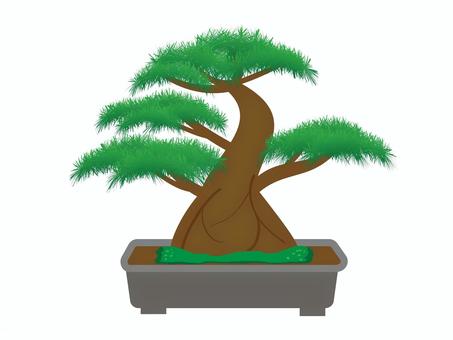 松の盆栽 松,盆栽,緑,枝,枝振,針葉樹,植木鉢,松の木,木,樹木のイラスト素材