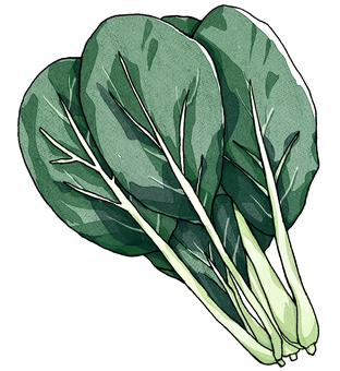 小松菜 小松菜,野菜,葉物,食材,食べ物,葉,緑黄色野菜のイラスト素材