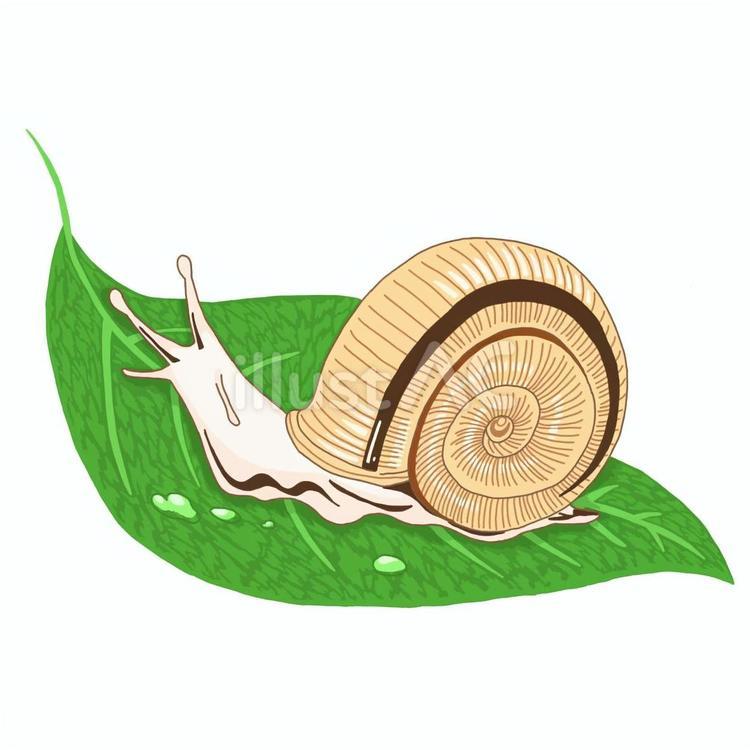 かたつむりのイラスト素材 夏,虫,かたつむりのイラスト素材