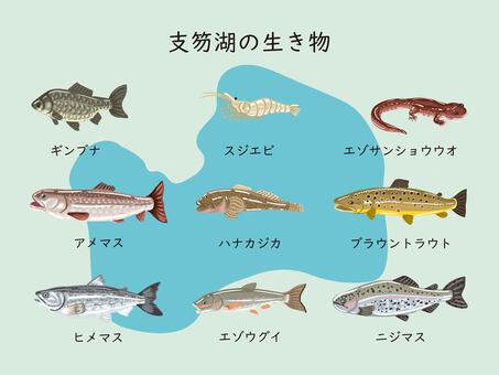 支笏湖の生態系 セット,魚,支笏湖,生態系,ギンブナ,スジエビ,エゾサンショウオウ,アメマス,ハナカジカ,ブラウントラウトのイラスト素材