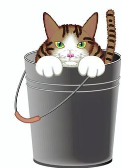 Illustration, cat, tea tiger, bucket, 