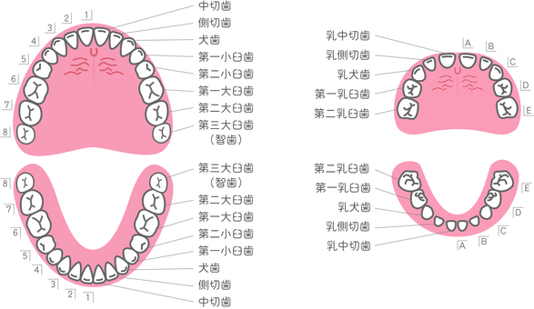 歯の名称 歯,名前,歯科,番号,名称,中切歯,側切歯,犬歯,第一小臼歯,第二小臼歯のイラスト素材