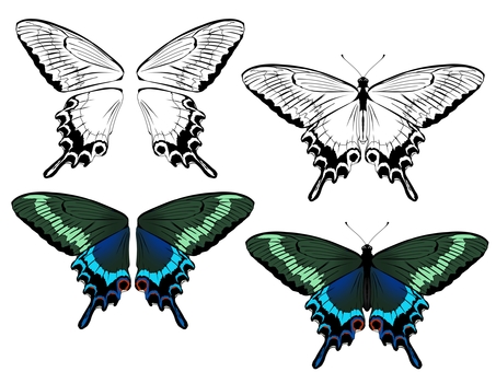 ミヤマカラスアゲハセット カラスアゲハ,ミヤマカラスアゲハ,蝶,手書き,手描き,きれい,かわいい,無料,フリー,標本のイラスト素材
