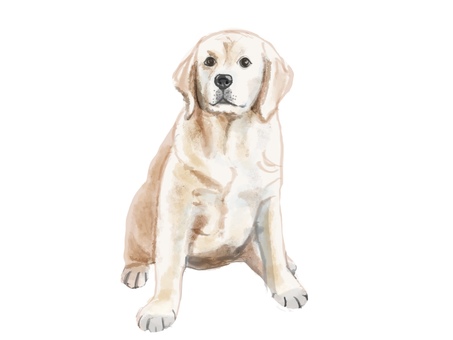 レトリバー レトリバー レトリバー,犬,子犬,ペット,リアル,手描きのイラスト素材