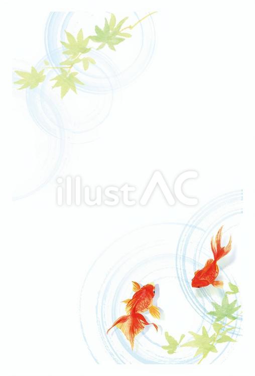 右下に金魚が泳ぐ挨拶はがき　水彩 金魚,水彩,暑中見舞いのイラスト素材