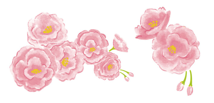 春＿八重桜 八重桜,水彩,手描きのイラスト素材