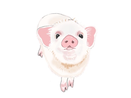 マイクロブタ マイクロブタ,ブタ,ペット,リアル,手描き,動物のイラスト素材