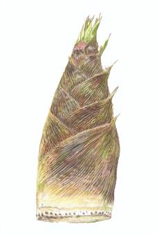 新鮮とれたてタケノコ（タテ）、背景なし たけのこ,野菜,春,新鮮,とれたて,旬,筑前煮,竹,茶色,こげ茶色のイラスト素材