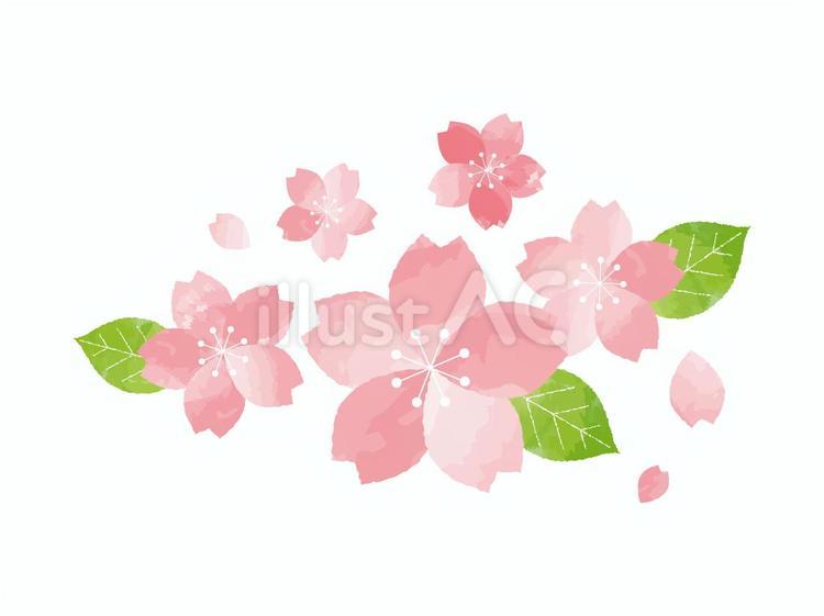 水彩風の桜（さくら）のイラスト 桜,さくら,春のイラスト素材