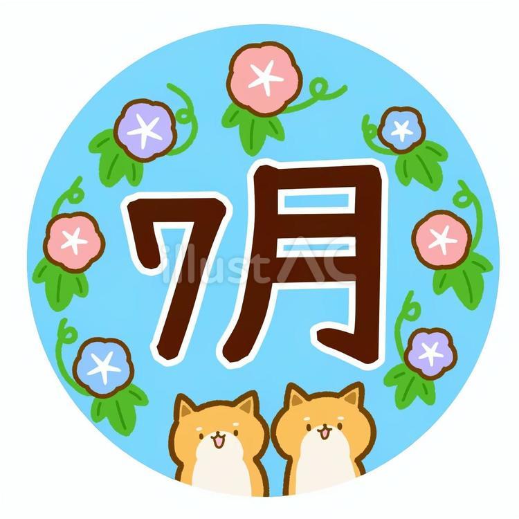 柴犬と朝顔の7月 柴犬,犬,動物のイラスト素材