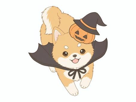 ハロウィン仮装の柴犬 柴犬,犬,ハロウィン,魔女,帽子,かぼちゃ,こうもり,秋,10月,ジャックオーランタンのイラスト素材